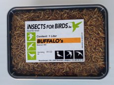 Buffalo Worms 12 liter INCLUDING FREE SHIPPING TEMPEX BOX