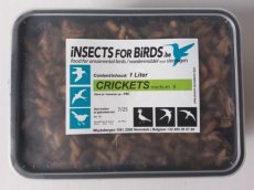 Crickets Medium NR6 12 liter INCLUDING FREE SHIPPING TEMPEX BOX