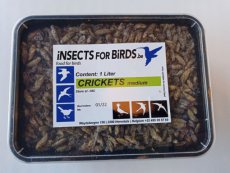 Crickets Medium NR5 12 liter INCLUDING FREE SHIPPING TEMPEX BOX