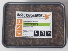 Crickets Small NR4 12 liter INCLUDING FREE SHIPPING TEMPEX BOX