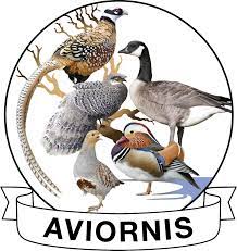 AVIORNIS PROMO VOGELBEURS 05 OKTOBER 2024