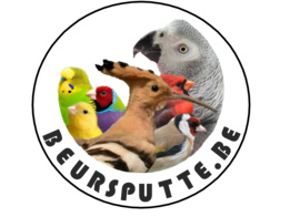 PREORDER PROMO PUTTE 20 SEPT