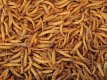 Meelwormen Mealworms 1 liter