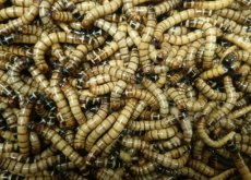Morio worms 2 kg