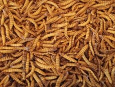 Meelwormen 2 kg Mealworms 2 kg
