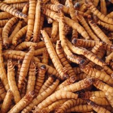 Morio Wormen 2 kg Morio Wormen 2 kg