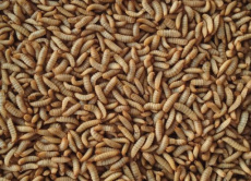 #14 Hermetia Small 1 kg