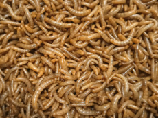 Meelwormen Mini 2 kg *20 Meelwormen Mini 2 kg