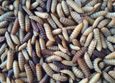 Hermetia 1 kg *22 Les larves d'Hermetia 1 kg