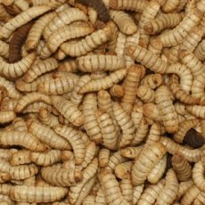 Hermetia 5 kg Hermetia Larvae 5 kg