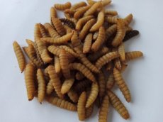 HERMETIA LEVEND 2KG Hermetia Larvae 2 kg