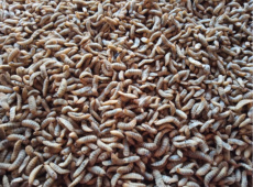 Hermetia Small 1 kg *23 Hermetia Small 1 kg