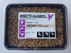 Hermetia Small 10+1 gratis Les larves d'Hermetia Petite 10+1 gratuite