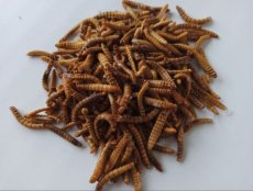 MEELWORMEN LEVEND 2KG Mealworms 2 kg