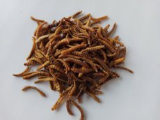 Meelwormen Mini 2 kg