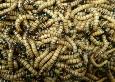 Morio Wormen 2 kg *24 Morio Wormen 2 kg