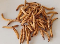 MORIOWORMEN LEVEND 2KG Morio worms 2 kg