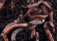 Regenwormen Groot  1 kg Earthworms Large 1 kg