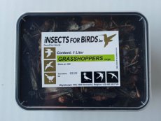 Sprinkhanen Groot 12 liter Grasshoppers Large 12 liter INCLUDING FREE SHIPPING TEMPEX BOX